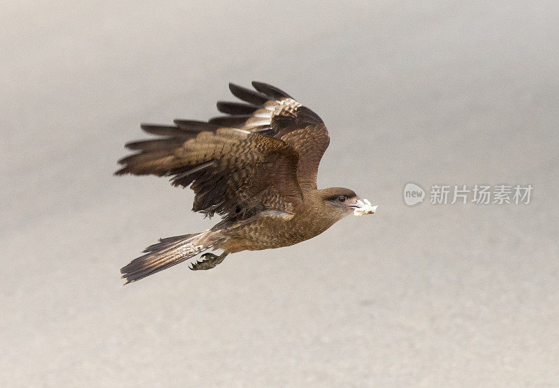 Chimango Caracara在飞行中